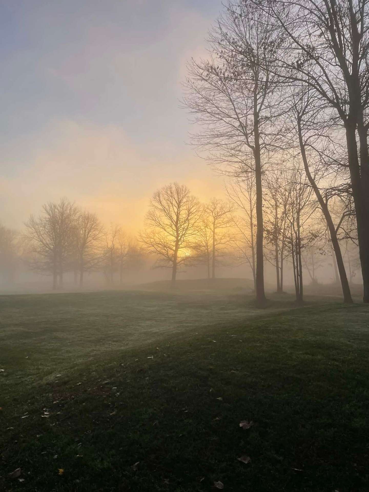 Foggy golden sunrise through bare trees